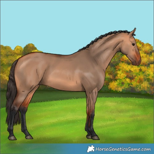 Horse Color:Bay Dun 
