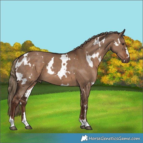 Horse Color:White Spotted Liver Red Dun 