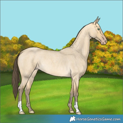 Horse Color:Amber Cream Champagne Roan Dun 
