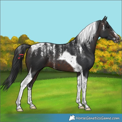 Horse Color:Powder White Brown Tobiano 