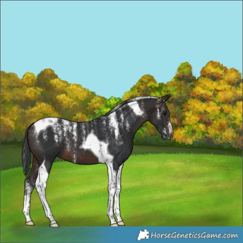 Horse Color:Powder White Brown Tobiano 