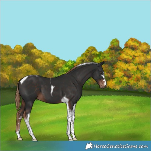 Horse Color:Liver Chestnut Tobiano 