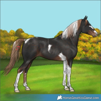 Horse Color:Liver Chestnut Tobiano