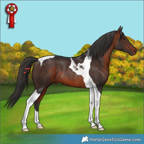 Horse Color:Bay Tobiano Rabicano 
