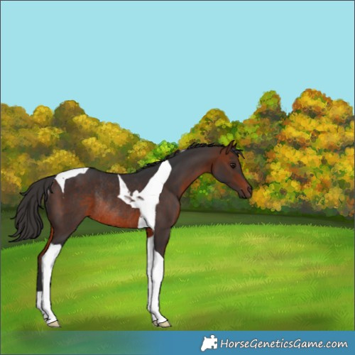 Horse Color:Bay Tobiano Rabicano 