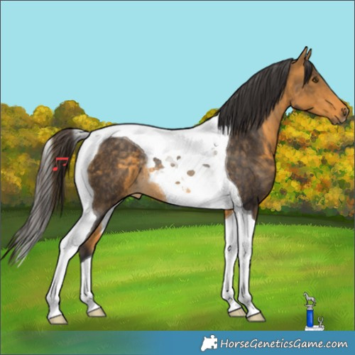 Horse Color:Buckskin Tobiano Rabicano