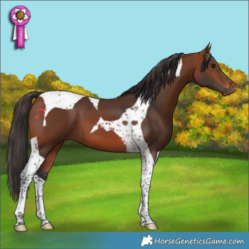 Horse Color:Bay Tobiano 