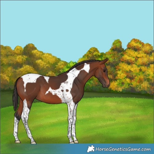 Horse Color:Bay Tobiano 