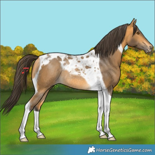 Horse Color:Buckskin Tobiano Rabicano 