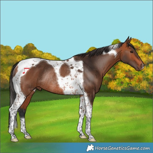 Horse Color:Bay Tobiano Rabicano 