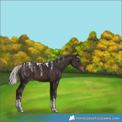 Horse Color:Powder White Silver Brown Tobiano 