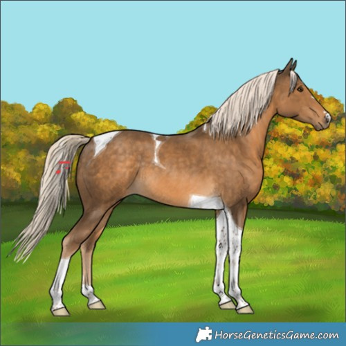 Horse Color:Chocolate Palomino Tobiano Rabicano 