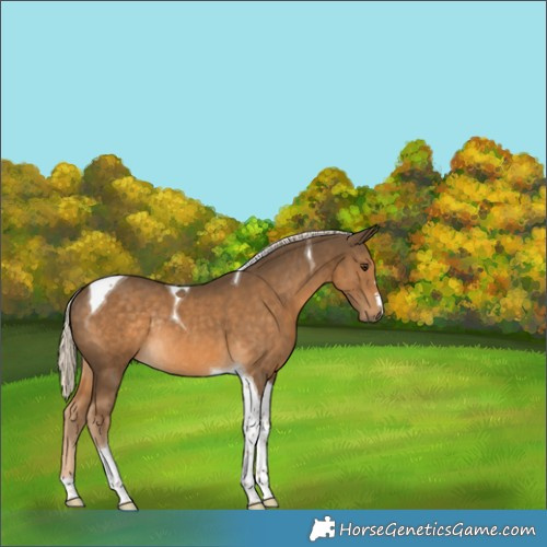 Horse Color:Chocolate Palomino Tobiano Rabicano 