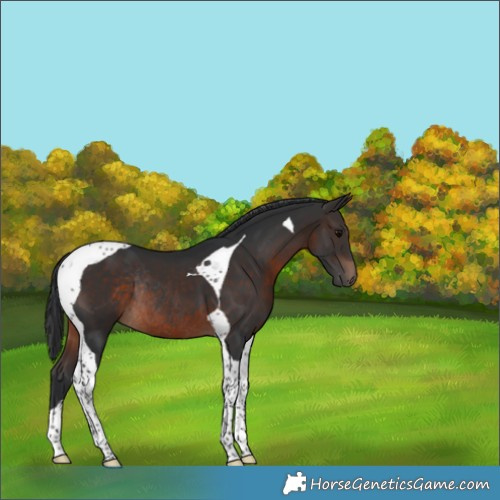 Horse Color:Brown Tobiano Rabicano 
