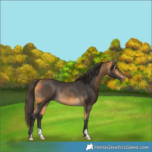 Horse Color:Buckskin Rabicano 
