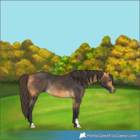 Horse Color:Buckskin Rabicano