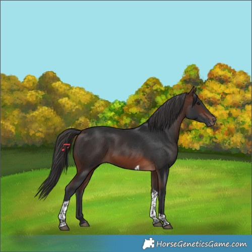 Horse Color:Brown Tobiano Rabicano 
