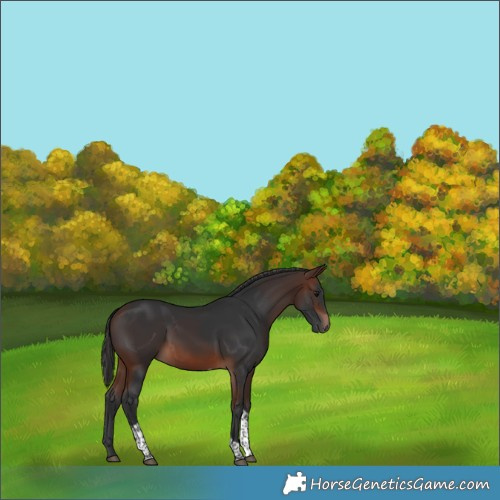 Horse Color:Brown Tobiano Rabicano 