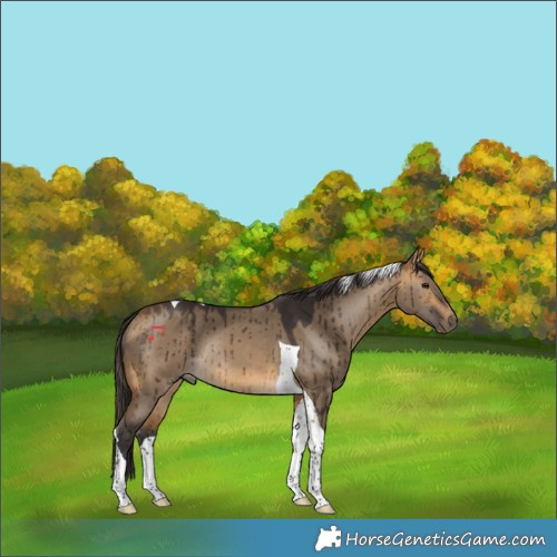 Horse Color:Buckskin Dun Tobiano Rabicano Brindle 