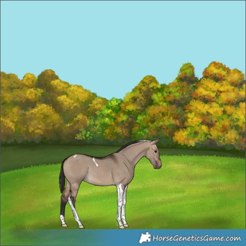 Horse Color:Bay Dun Tobiano Rabicano 