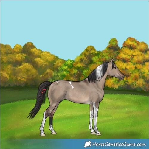 Horse Color:Bay Dun Tobiano Rabicano 