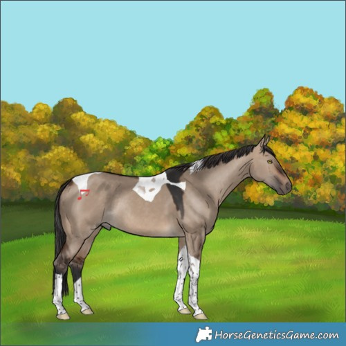 Horse Color:Brown Dun Tobiano Rabicano 