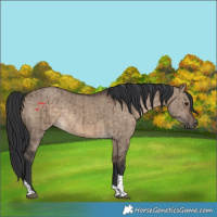 Horse Color:Brown Dun Tobiano Rabicano Brindle