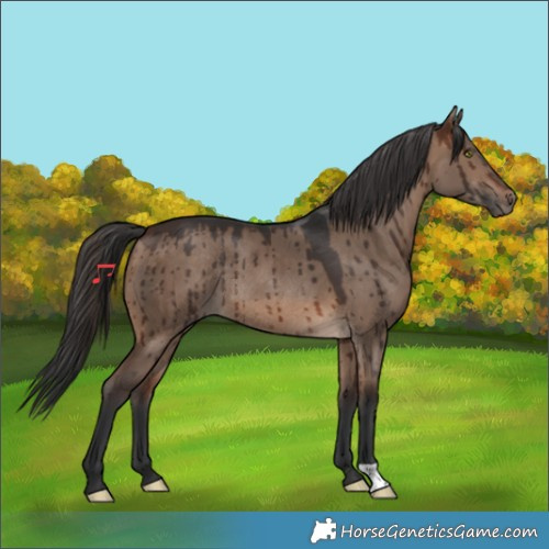 Horse Color:Brown Dun Rabicano Brindle 