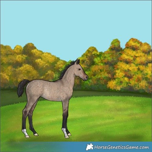 Horse Color:Brown Dun Rabicano Brindle 