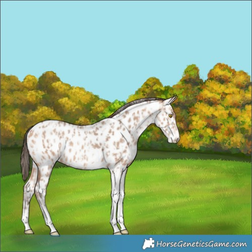 Horse Color:Amber Champagne Sabino Tobiano Appaloosa  and Amber Champagne Sabino Tobiano Appaloosa 
