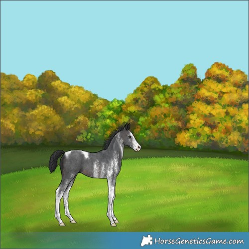 Horse Color:White Spotted Brown Tobiano 