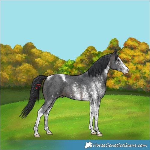 Horse Color:White Spotted Brown Tobiano 