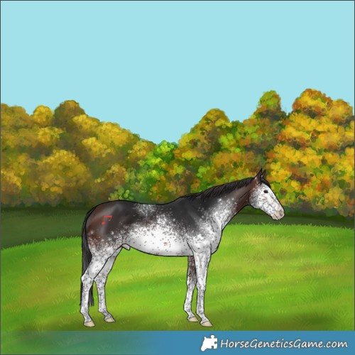 Horse Color:White Spotted Brown 