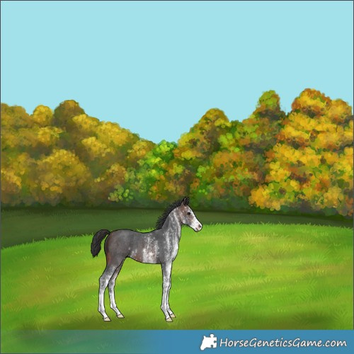 Horse Color:White Spotted Brown 