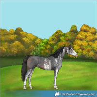Horse Color:White Spotted Brown