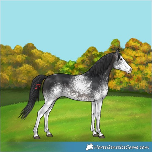 Horse Color:White Spotted Brown Tobiano 