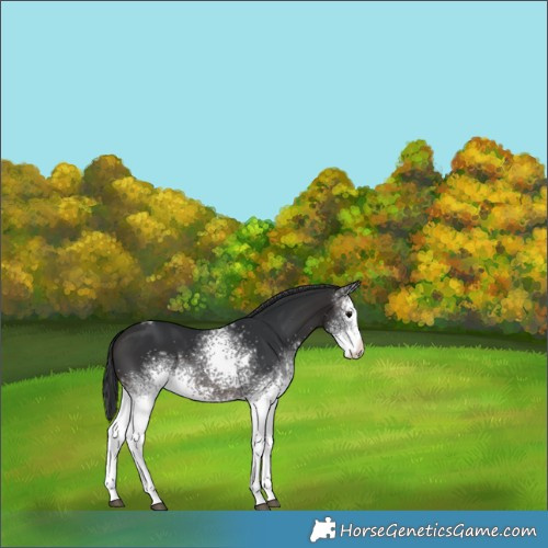 Horse Color:White Spotted Brown Tobiano 