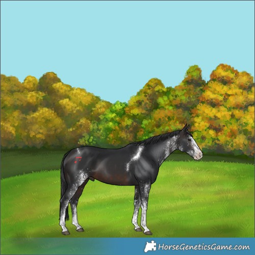 Horse Color:White Spotted Brown Tobiano 