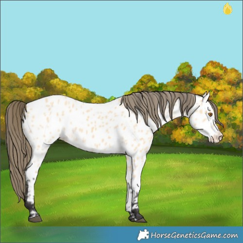 Horse Color:Buckskin Appaloosa 