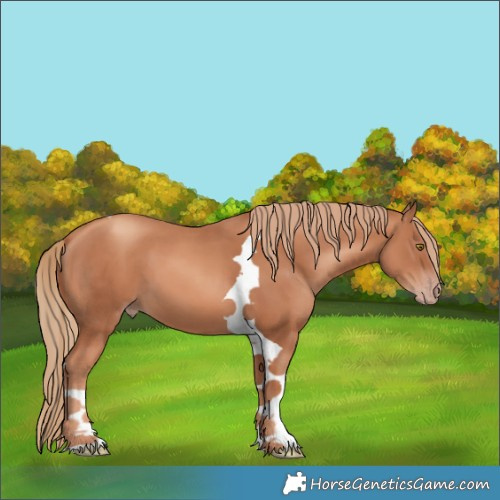 Horse Color:Gold Champagne Tobiano 