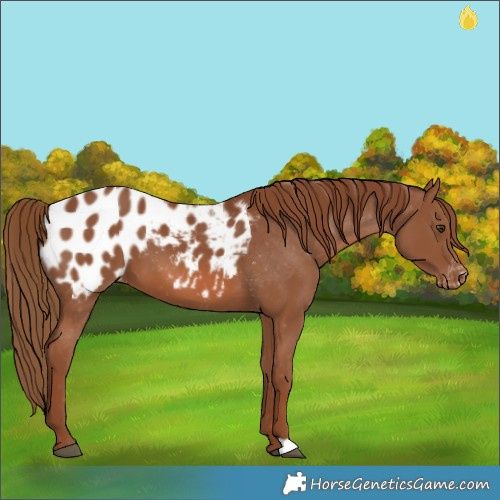 Horse Color:Chestnut Appaloosa 