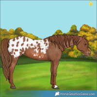 Horse Color:Chestnut Appaloosa