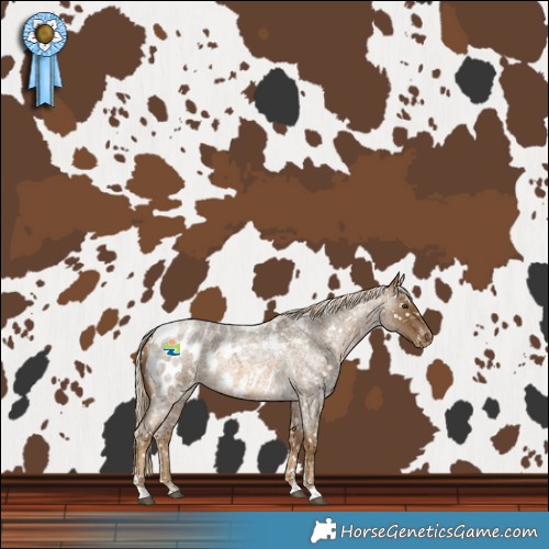 Horse Color:Chocolate Palomino Roan Blanket 