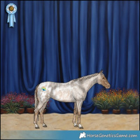 Horse Color:Chocolate Palomino Roan Appaloosa 