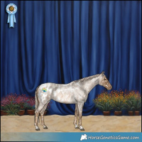Horse Color:Chocolate Palomino Roan Appaloosa