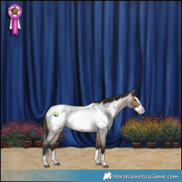 Horse Color:Buckskin Roan Splash Appaloosa 