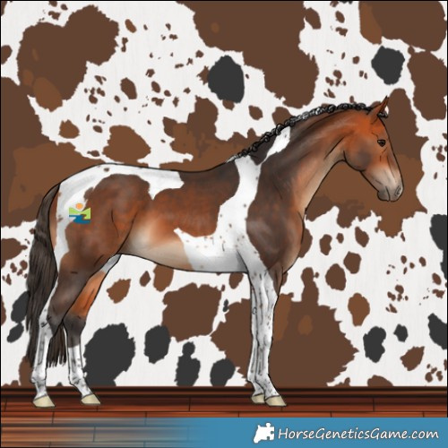 Horse Color:Bay Tobiano 