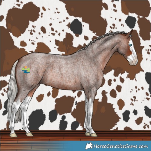 Horse Color:Silver Bay Roan Splash 
