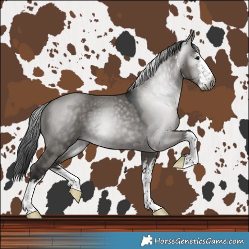 Horse Color:Gray White Spotted Grullo 