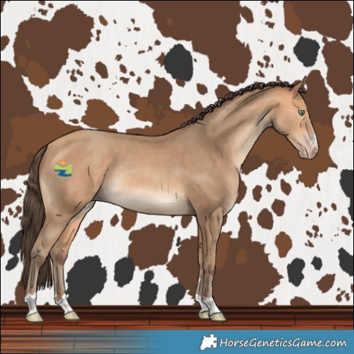 Horse Color:Amber Champagne Rabicano 
